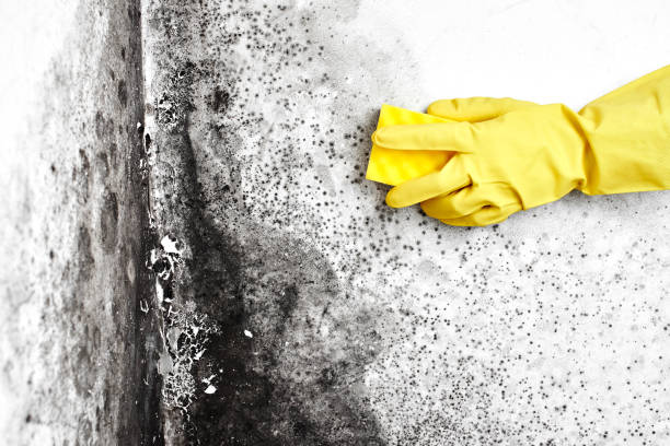 Best Basement Mold Remediation in Madison, FL