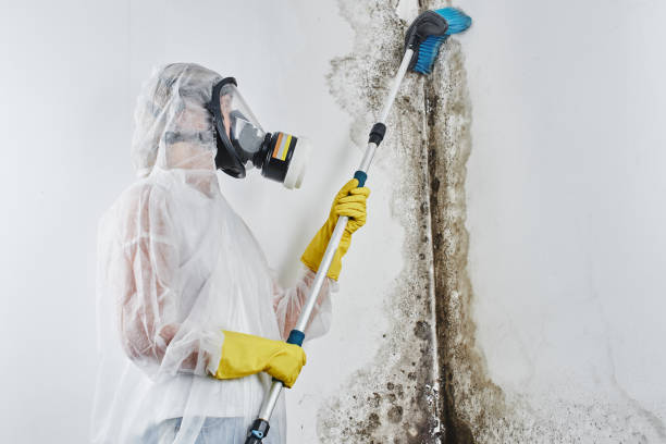 Best Industrial Mold Remediation in Madison, FL