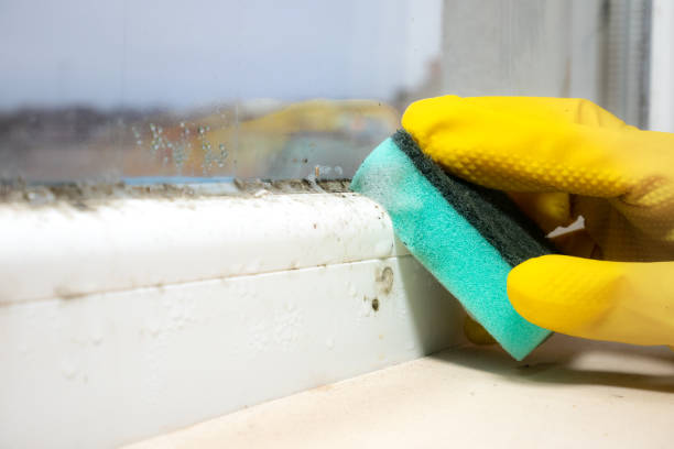 Best Bathroom Mold Remediation in Madison, FL