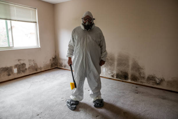 Best White Mold Remediation in Madison, FL