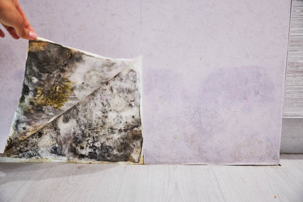 Best Emergency Mold Remediation in Madison, FL